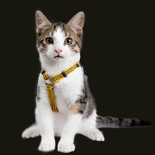 A cat on a black background