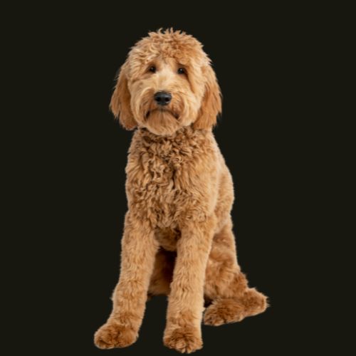 Goldendoodle on black background