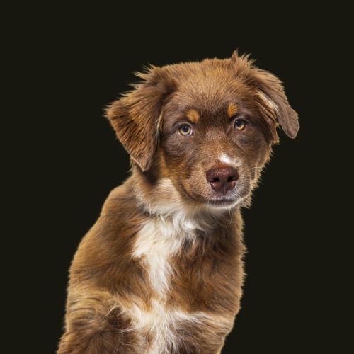 A dog on a black background