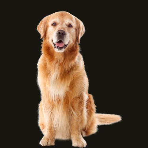 A dog on a black background